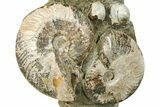 Giant, Bumpy Ammonite (Douvilleiceras) Fossil #280790-3